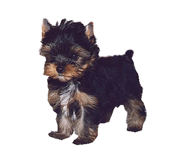 Cachorros Disponibles